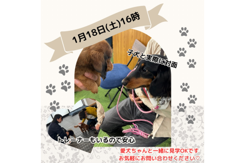 成約済の茨城県のトイプードル-351302の3枚目